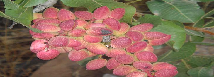 Fruto de pistacho