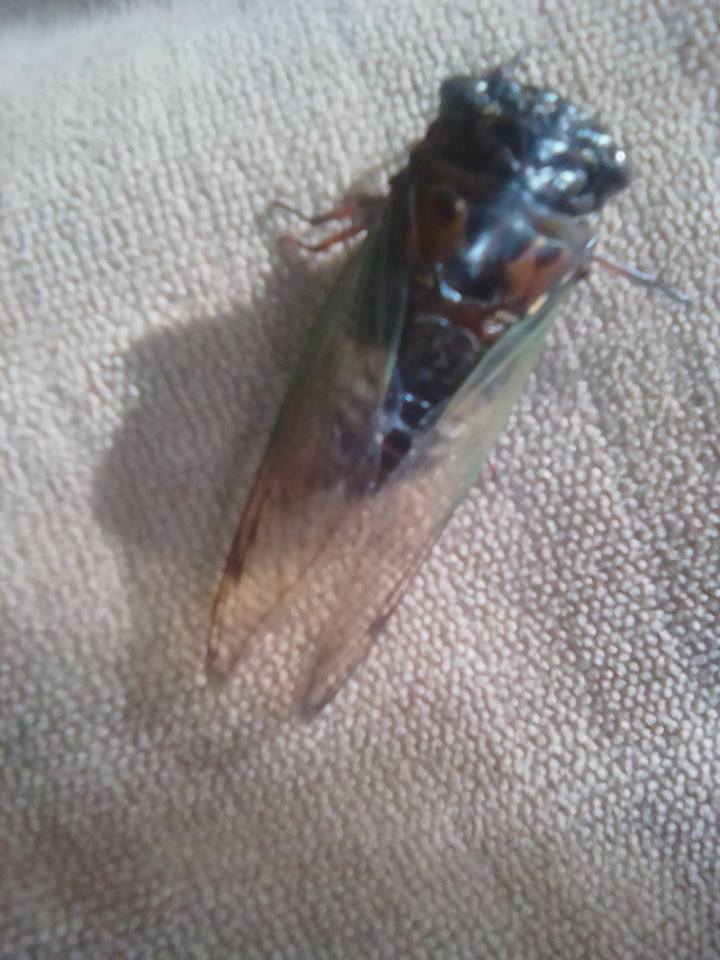 Tongreret Ef Pendongkrak Stamina Burung Kicauan