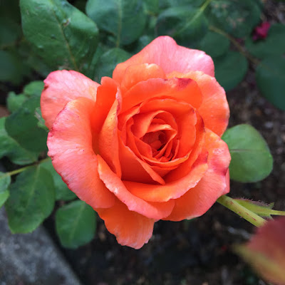 Orange Rose at Home