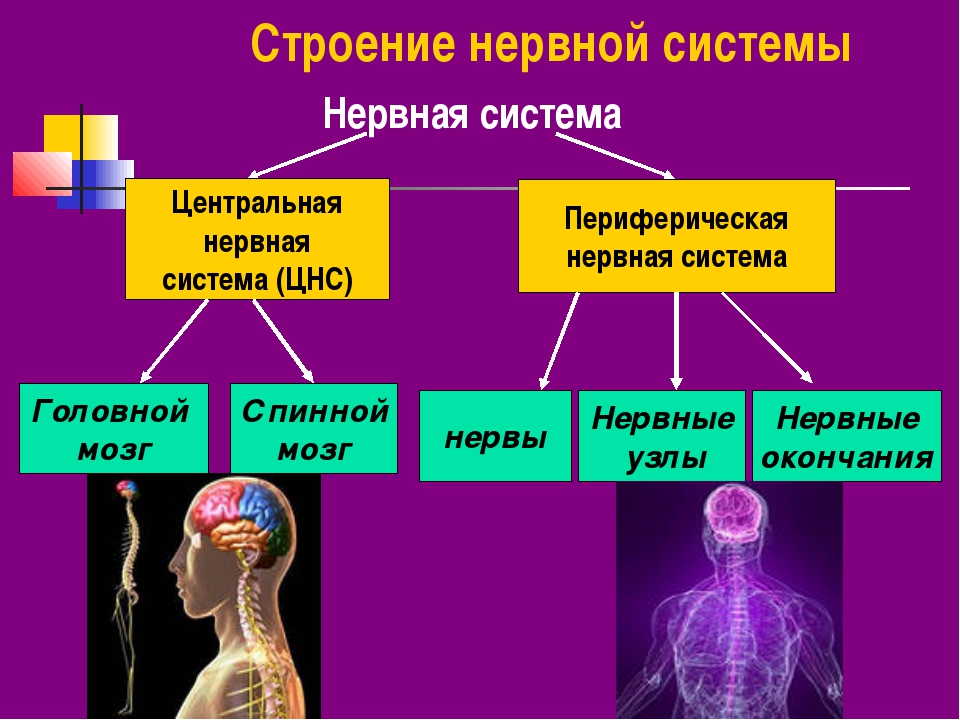Функции центральной и периферической. Нервная система структура организма. Таблица нервной системы по биологии 8 класс. Схема нервной системы человека Центральная и периферическая. Анатомические строение нервная система биология 8 класс.