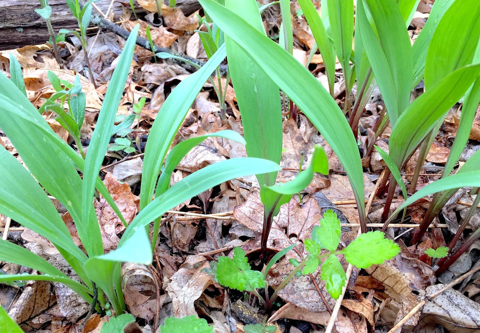 Strategies for Stewards from woods to prairies Mistake? (or