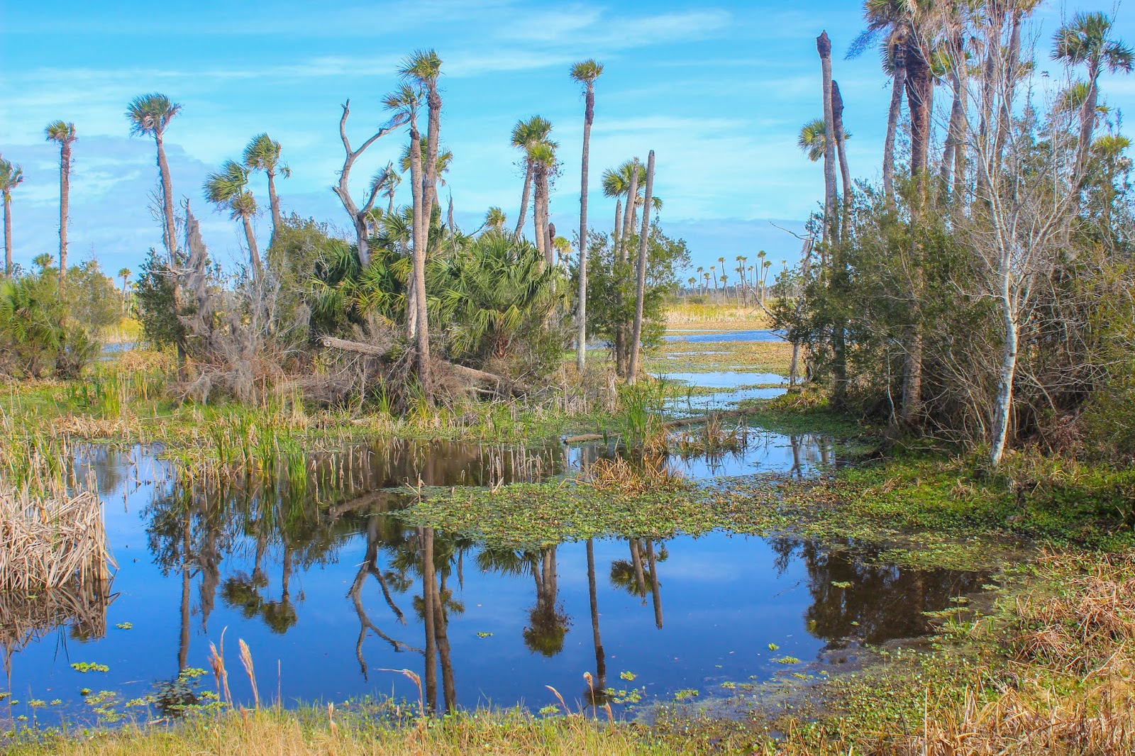 Cannundrums Orlando Wetlands Park Florida