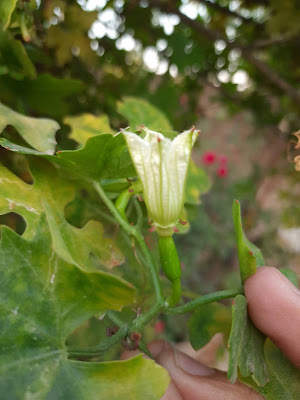 Pointed Gourd Flowers