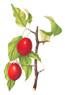 fruit plum botanical art digital download stock image