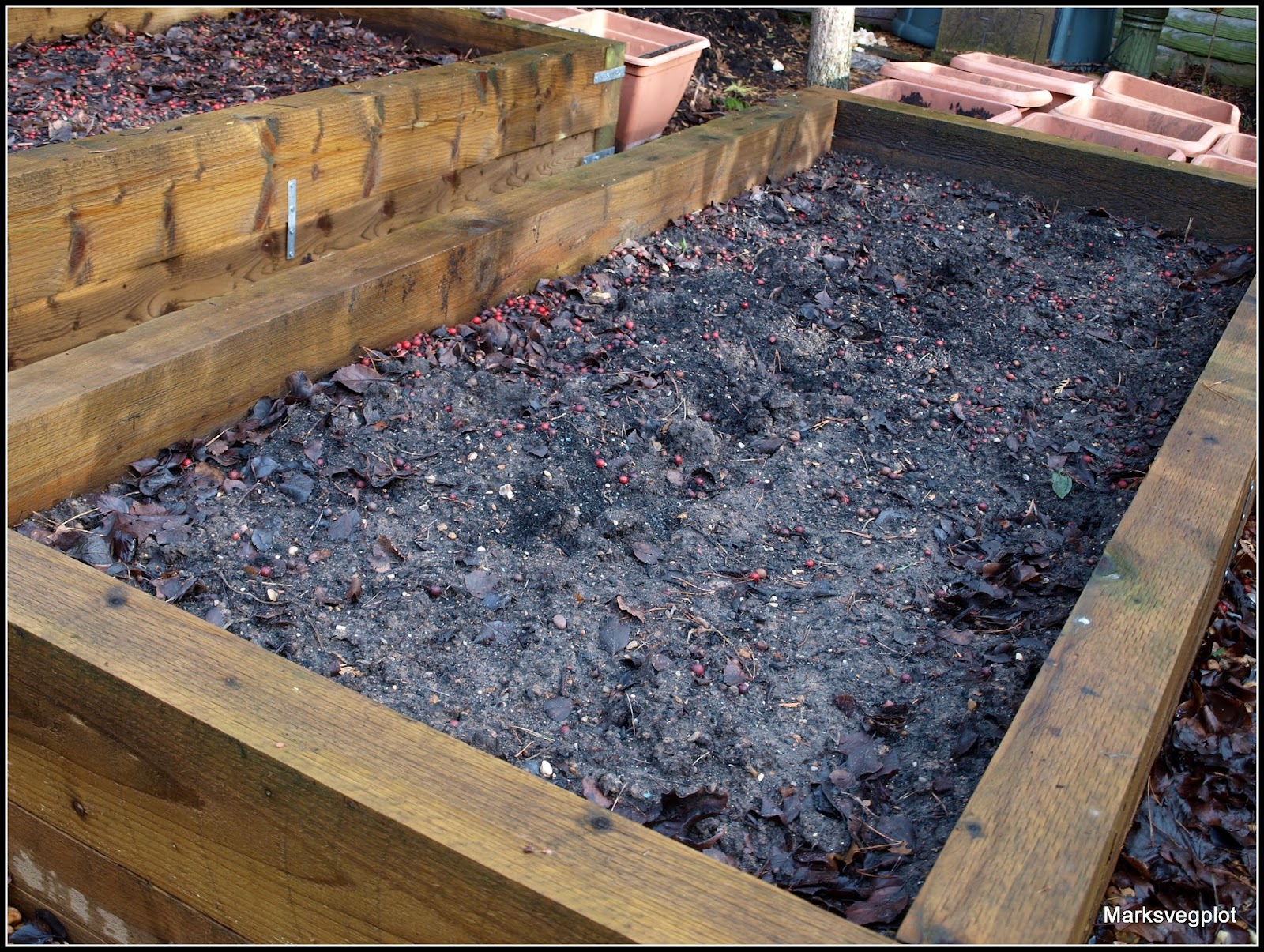 Mark's Veg Plot Plans for the raised beds or not