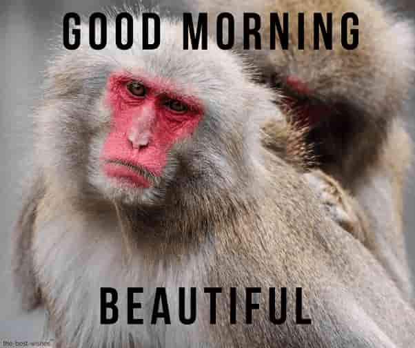 35+ Trends For Good Morning Beautiful Meme Monkey - Major League Wins