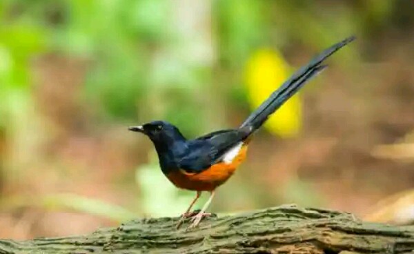 √ 3 Cara Melatih Murai Batu Anakan Agar Cepat Gacor Dan