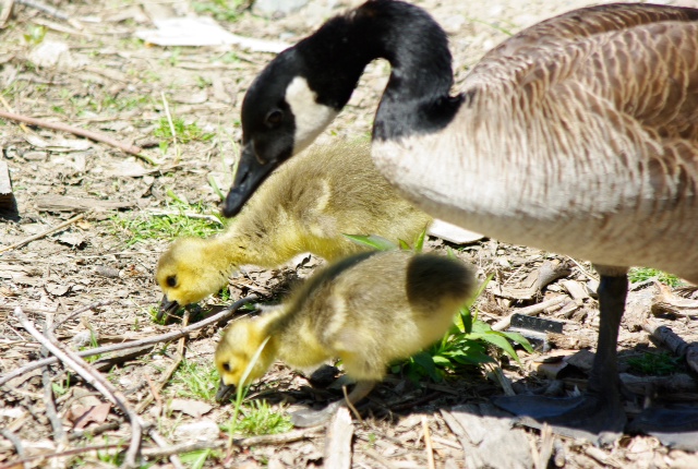 Roosevelt Islander Online: Roosevelt Island Geese Hatch New Family at
