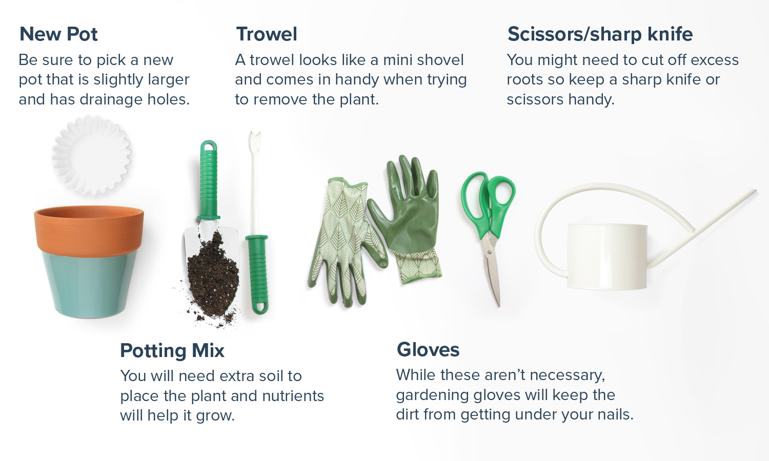 How to Repot a Plant 7 Simple Steps