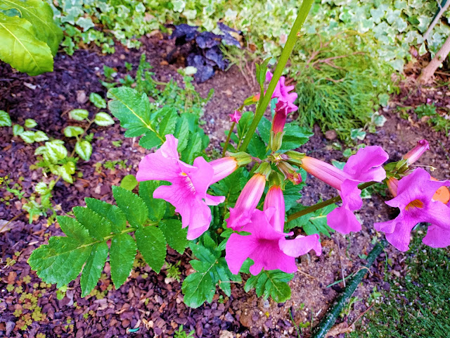 Incarvillea (Incarvillea delavayi Bureau & Franch.).