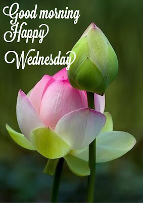 good morning good morning