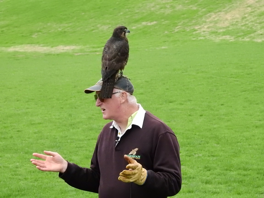 photographing New Zealand wingspan