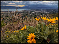 View of Wildflowers with Utah Valley and Utah Lake in the background