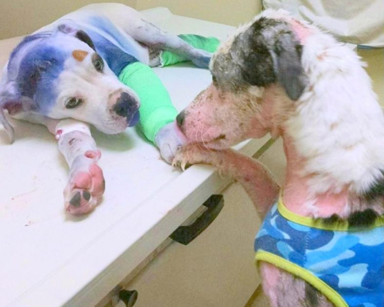 Sick Dog Comforts Puppy Who Was Shot, SprayPainted, And