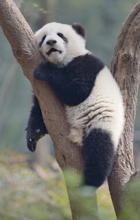 Gambar Panda Keren