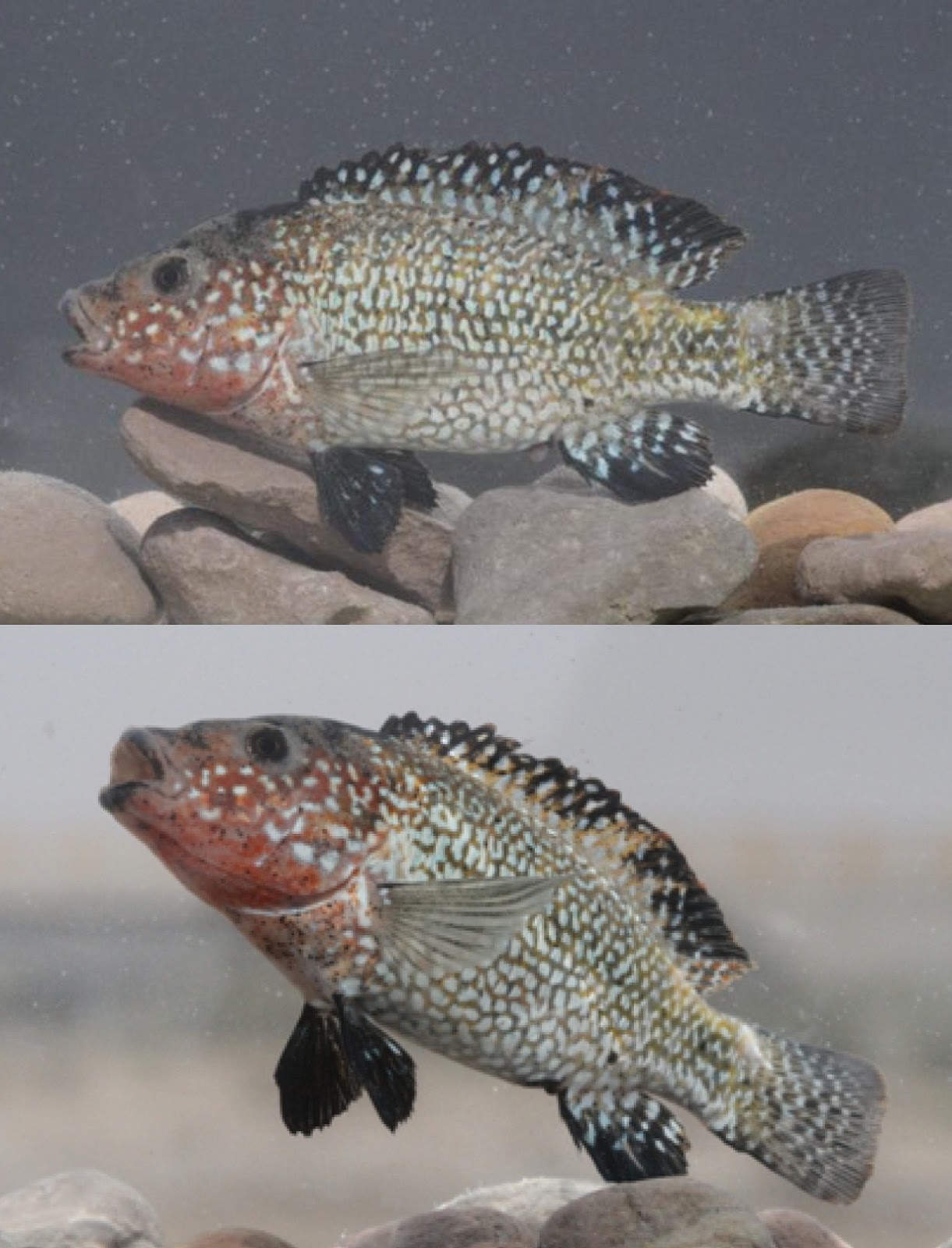 Species New to Science [Ichthyology • 2016] Iranocichla persa • A New
