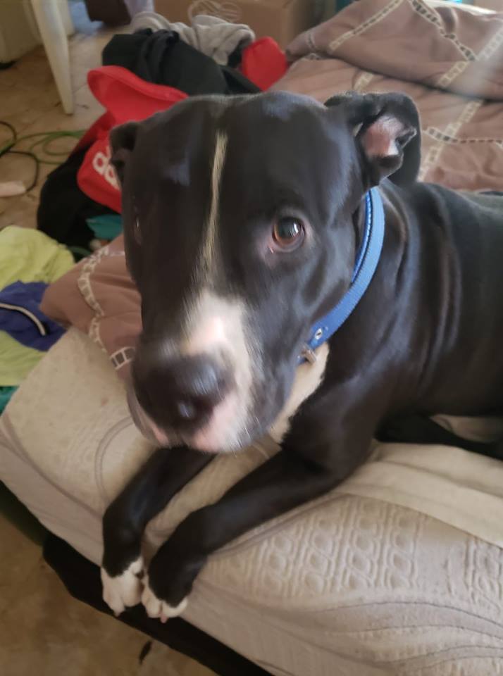 Adopt 2 Year Pit Lab Mix for Free