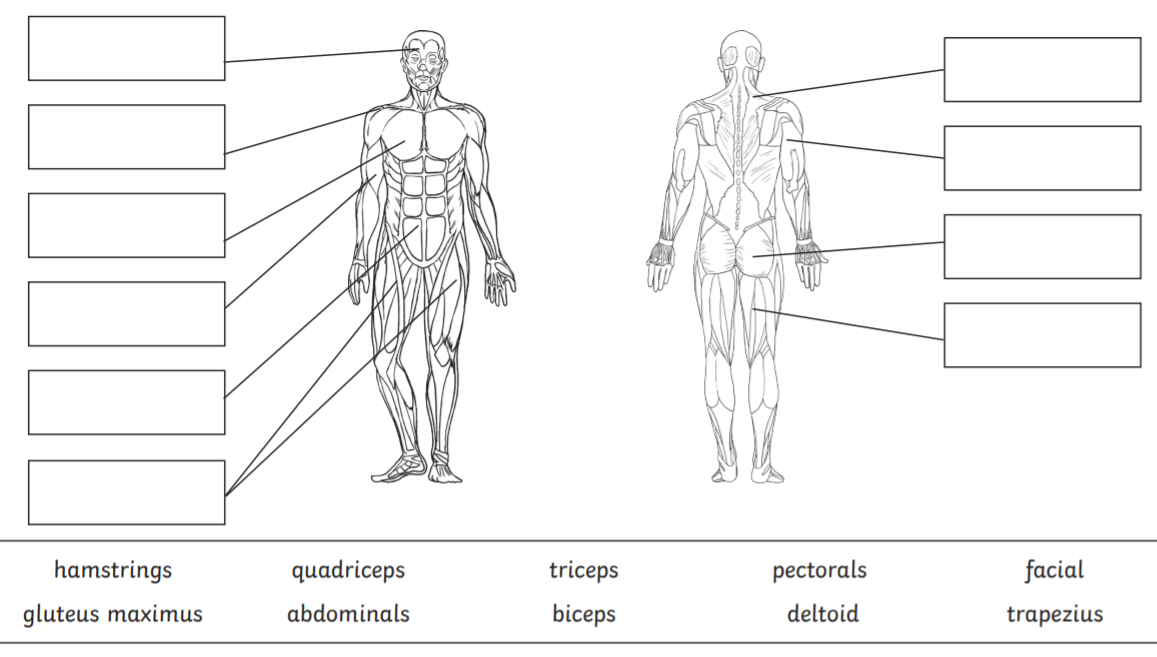 Anatomy Muscle Labeling Games