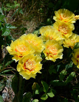 cactus blossom