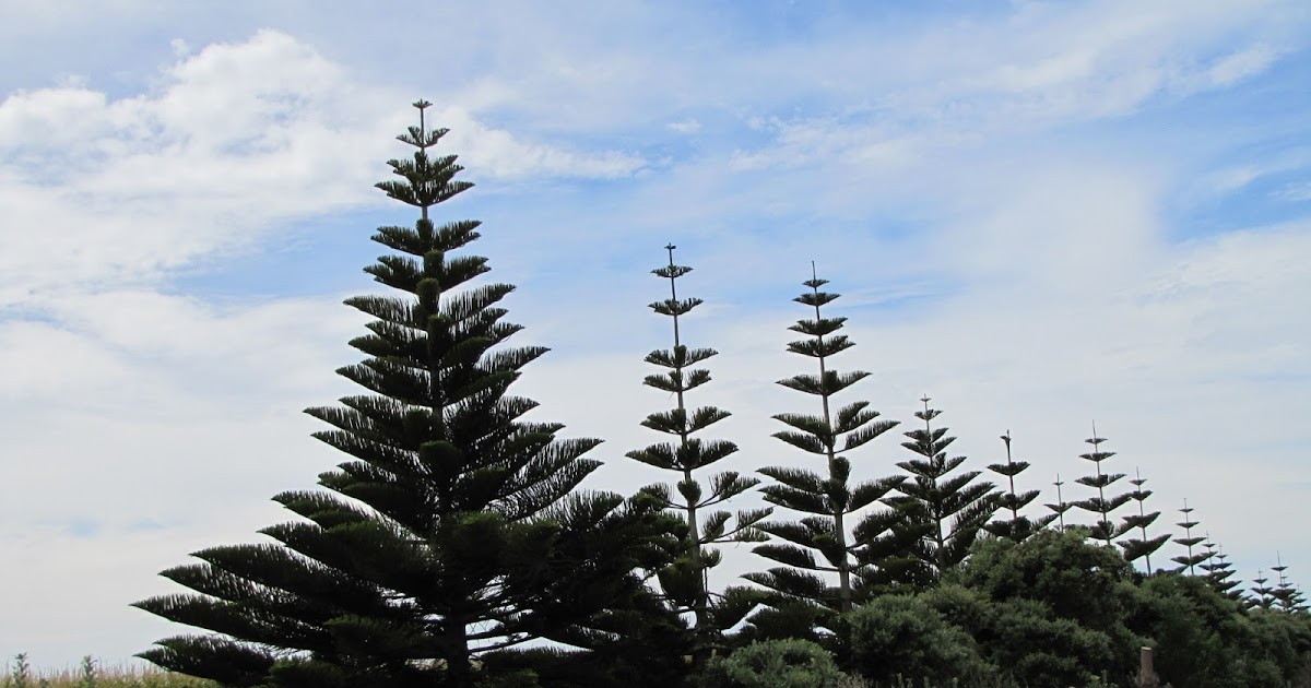 photographing New Zealand norfolk pines
