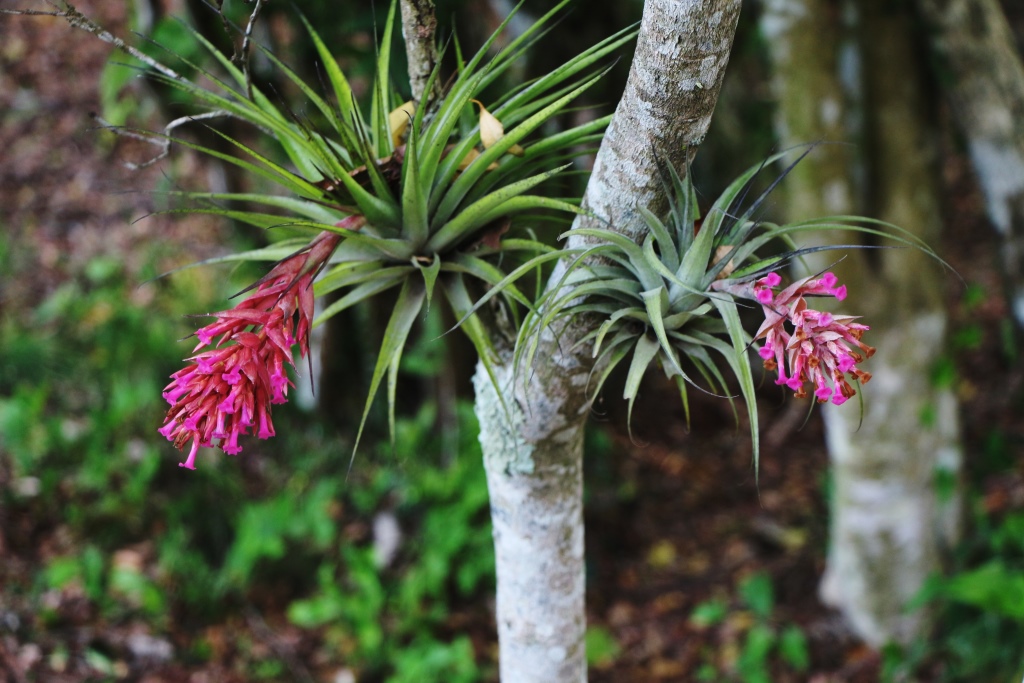 Tillandsia geminiflora care and culture | Travaldo's blog