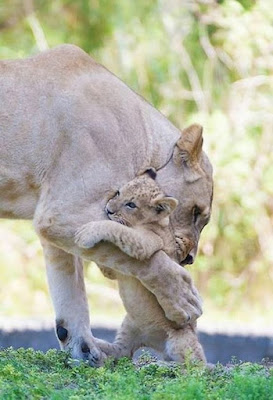amor e afeto no reino animal