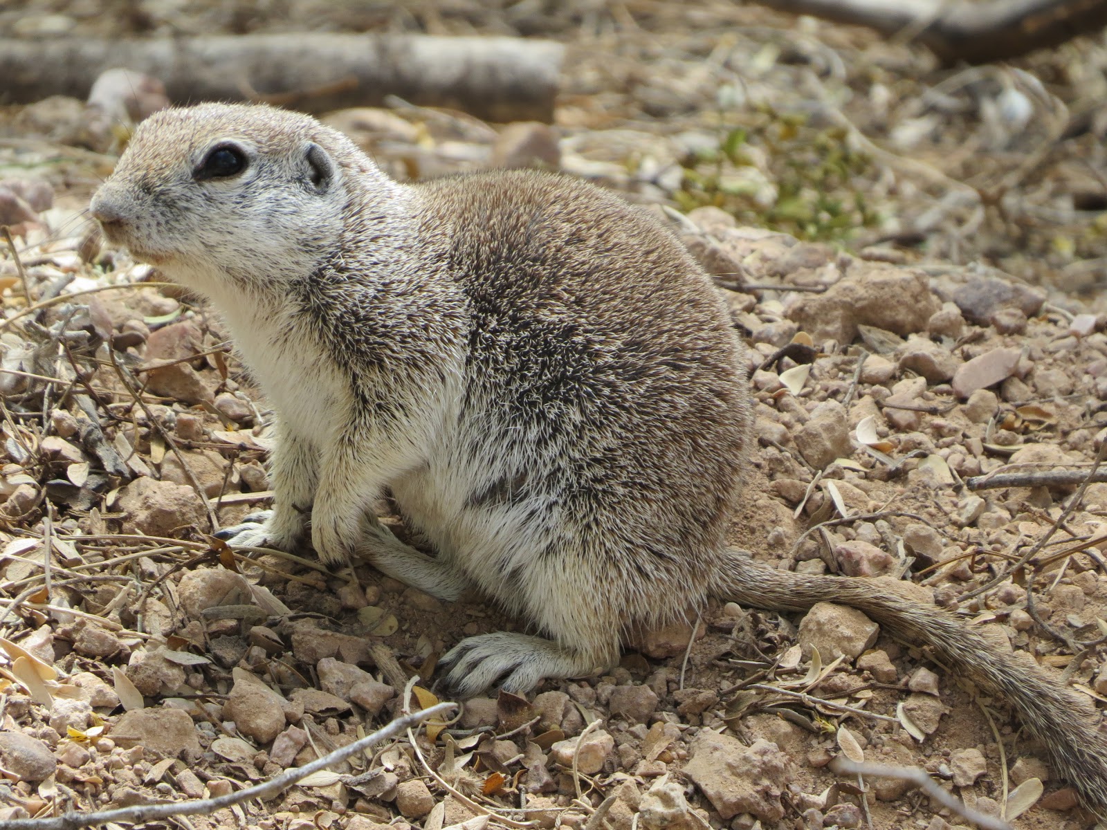 Have Book, Will Travel: Round-Tailed Ground Squirrel