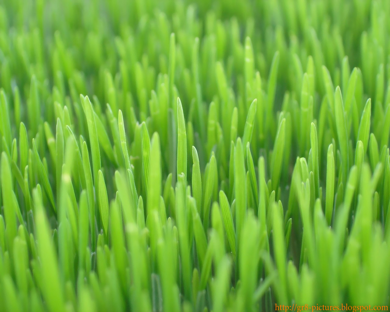 HD Wallpapers: Grass