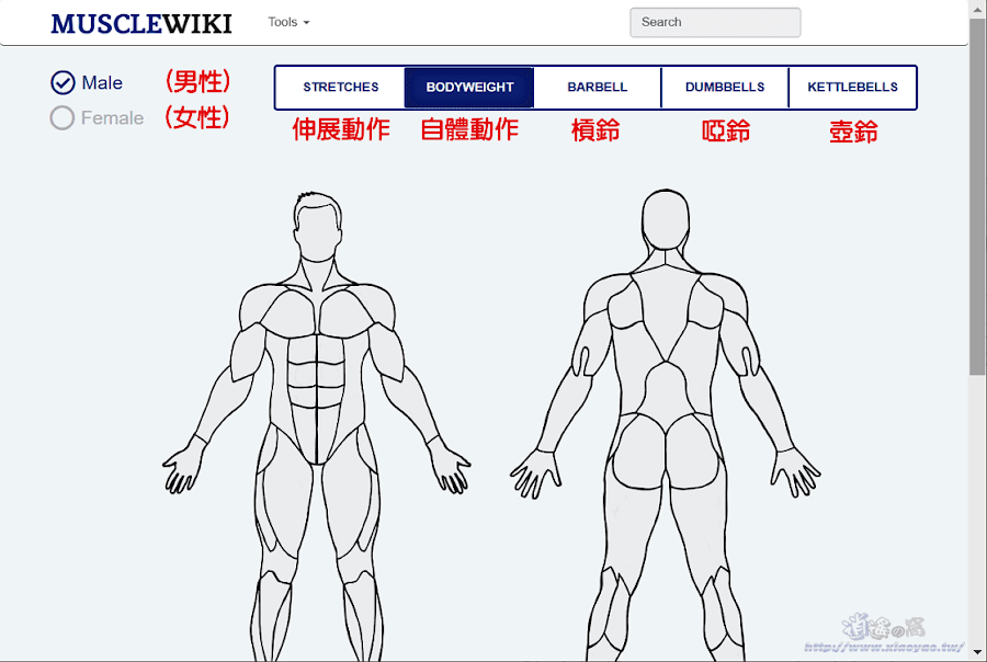 MuscleWiki肌肉訓練示範教學網站