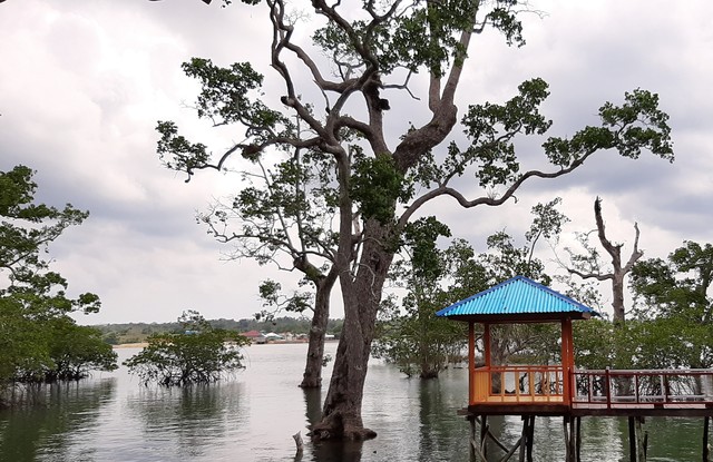 Menyulap Tempat Pembuangan Sampah jadi Wisata Hutan Bakau ...
