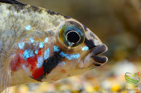 Apistogramma cf. personata / sp. D39