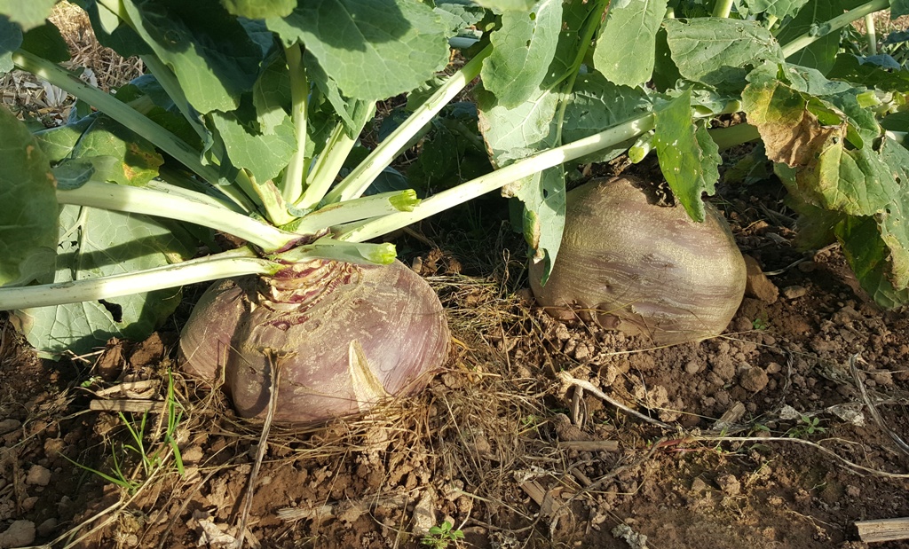 Field Notes Cumberland County, Nova Scotia Holy Harvest, Turnip Boy!