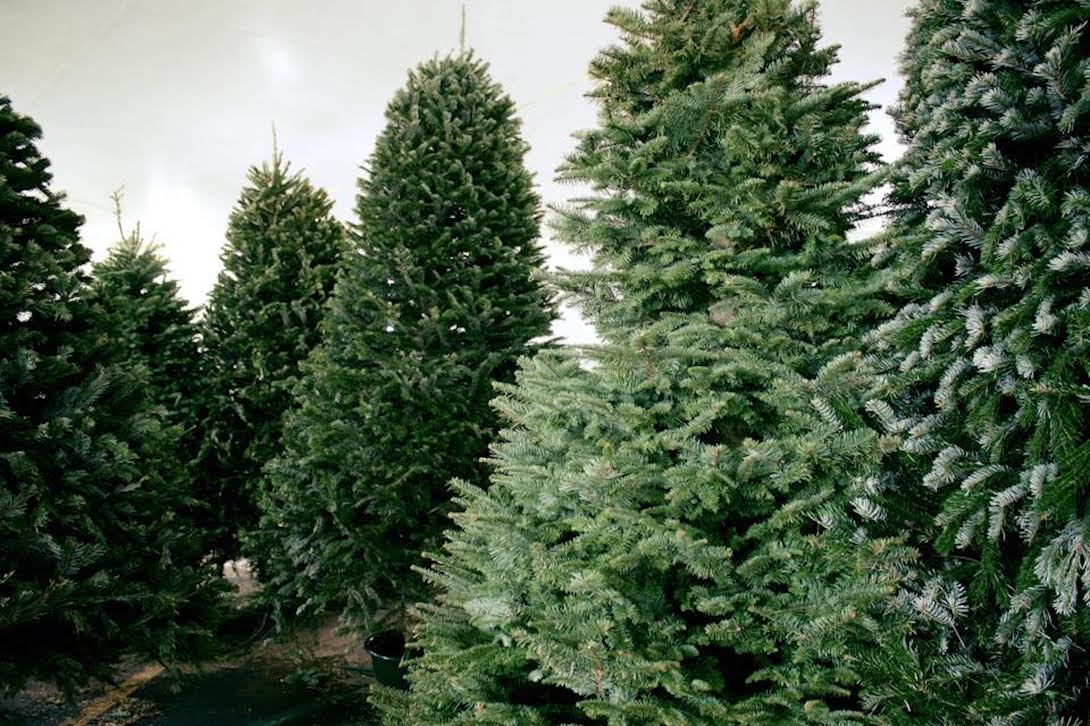 ON THE GO OC Things to do with your family. Pick the Perfect Pine at