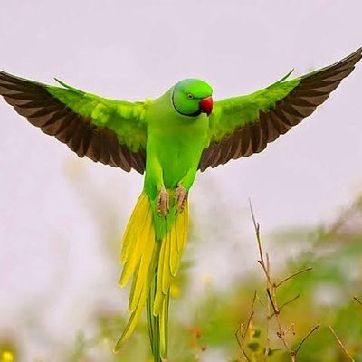 23++ Burung 3d terbaru