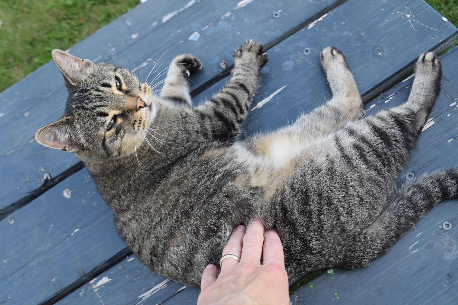 indietutes Battle Cat vs Skunk everybody loses