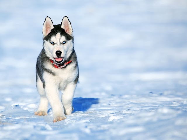 Siberian Husky White Dog Stand On The Snow HD Wallpaper Siberian Husky White Dog Stand On The Snow HD Wallpaper