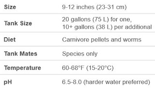 axolotl care guide