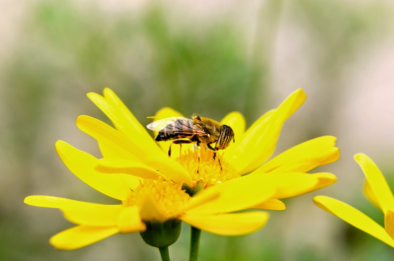 Rakyfotos: Pequeños insectos alados