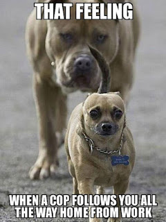 Dog Memes Dog Memes