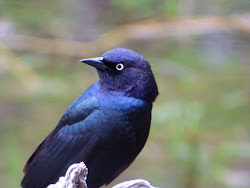 birds blackbird colorful lake california brewer brewers yellow yosemite mirror eyes close geotripper