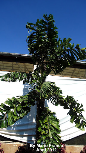 cariota-espinhenta, Ruffle Palm