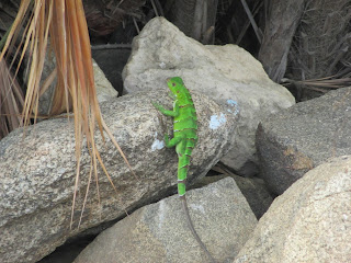 Chas&rsquo;s Pictorial Blog: Lizards in Aruba