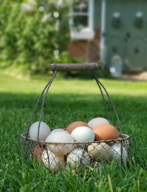 basket of eggs in grass