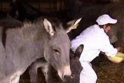 هل تعلم ان جبن الحمير Donkey cheese هو الاغلى عالميا !!