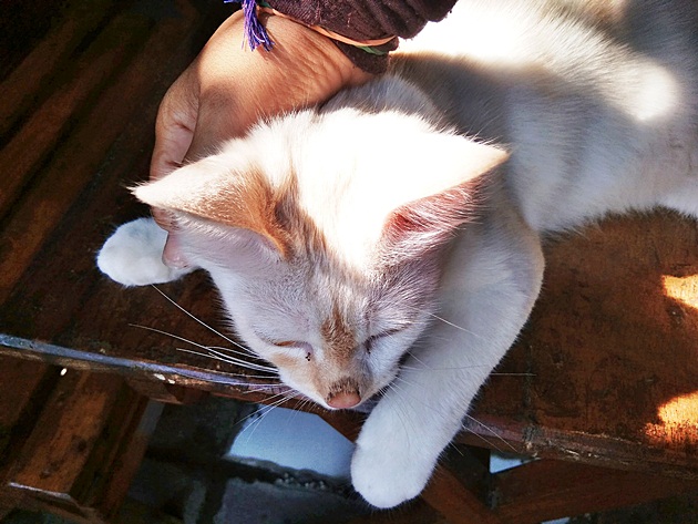 Cara Perawatan dan Harga Kucing Ras Himalaya - Aseanis Writing
