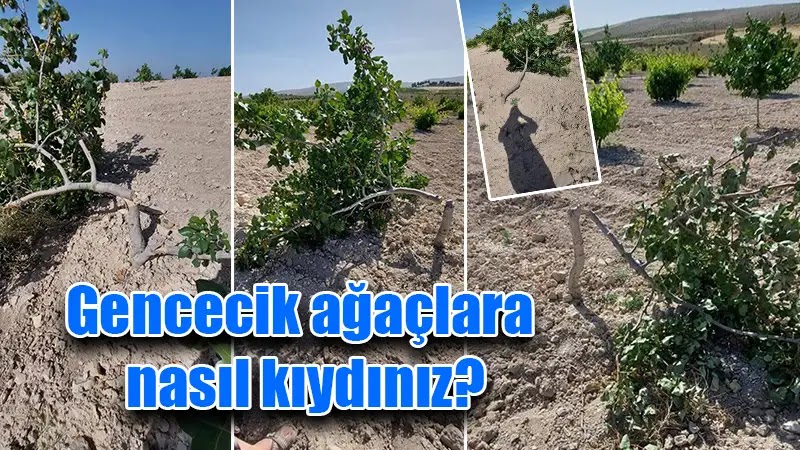 Birecik'te fıstık katliamı