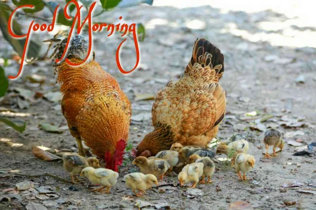 Good morning image of hen and rooster with chicks