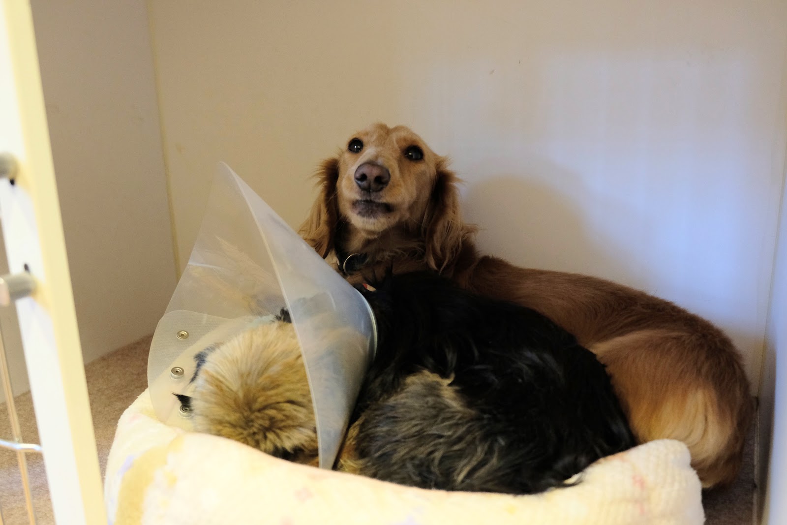 Pet Hotel 11 お庭番のブログ 犬とたわむれる奇跡のオオカミ Romeo に起きた悲劇