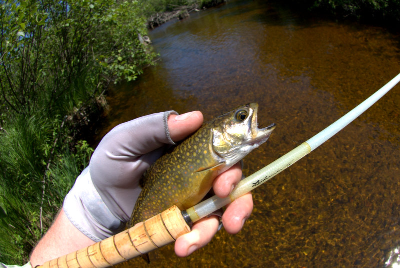 The Fiberglass Manifesto An Afternoon Of Dry Fly Brook Trout