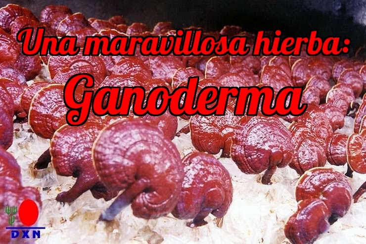 Sobre ganoderma